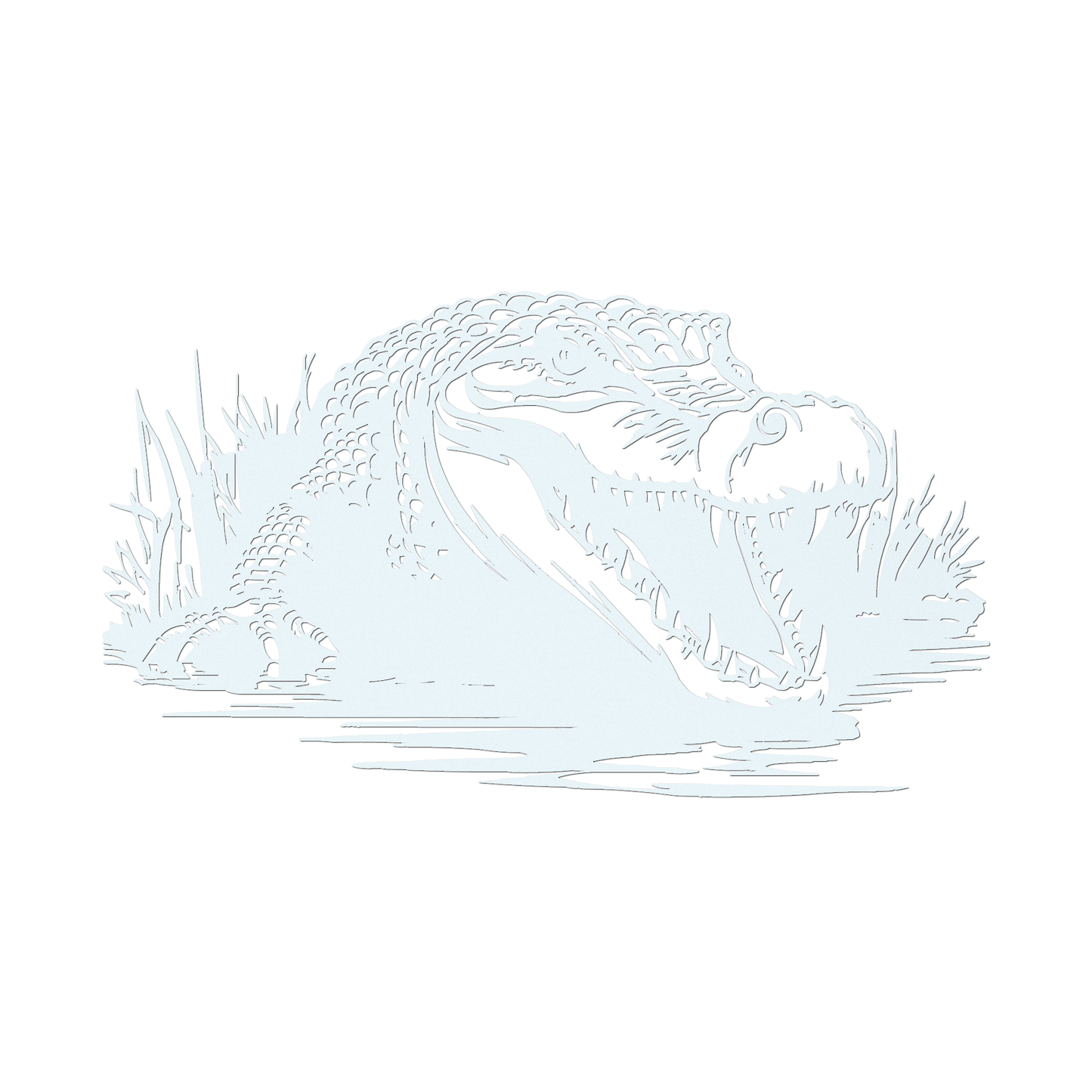 Alligator